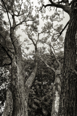 LES ARBRES