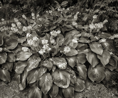 HOSTAS
