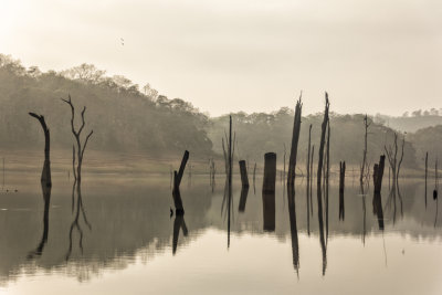 DANS LA RSERVE PERIYAR