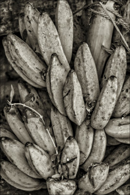 ILE PRODUIT DE LA TERRE