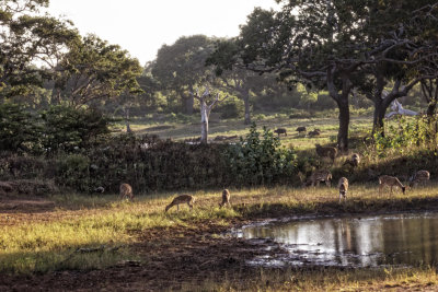 RÉSERVE NATURELLE DE YALA