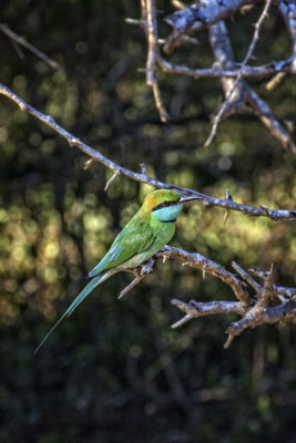 RÉSERVE NATURELLE DE YALA