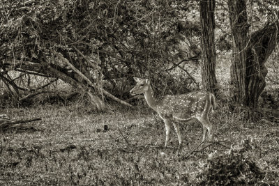 RÉSERVE NATURELLE DE YALA