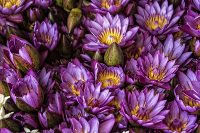 QUELQUES FLEURS
