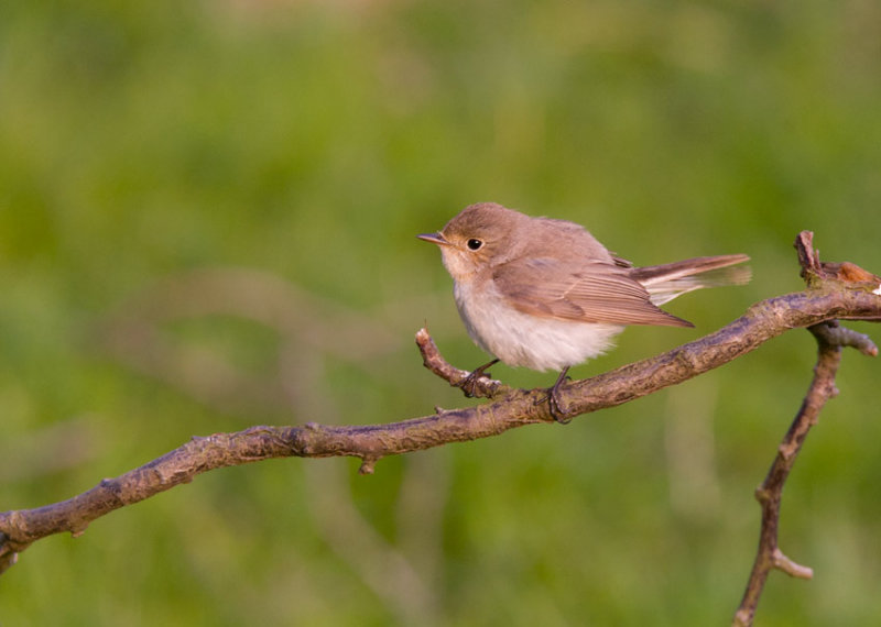 Red-breasted Flycatcher (Ficedula parva)