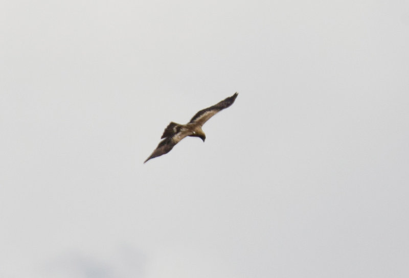 Booted Eagle (Hieraaetus pennatus)