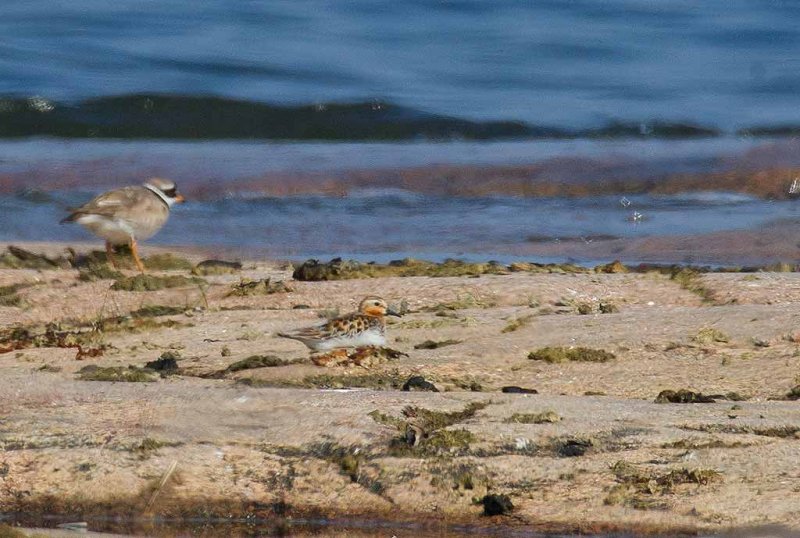 Red-necked Stint (Calidris ruficollis)