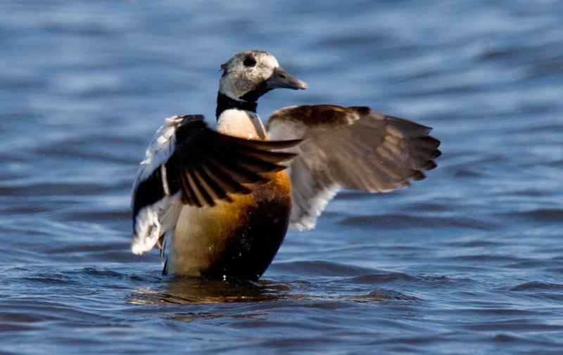 Stellers Eider (Polysticta stelleri)