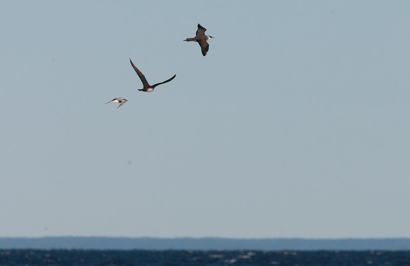 Parasitic Jaeger (Stercorarius parasiticus)