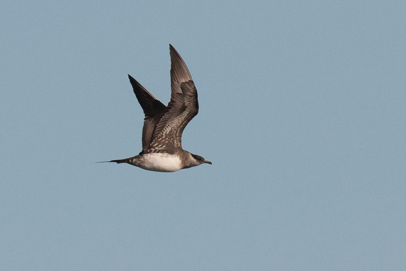 Parasitic Jaeger (Stercorarius parasiticus)