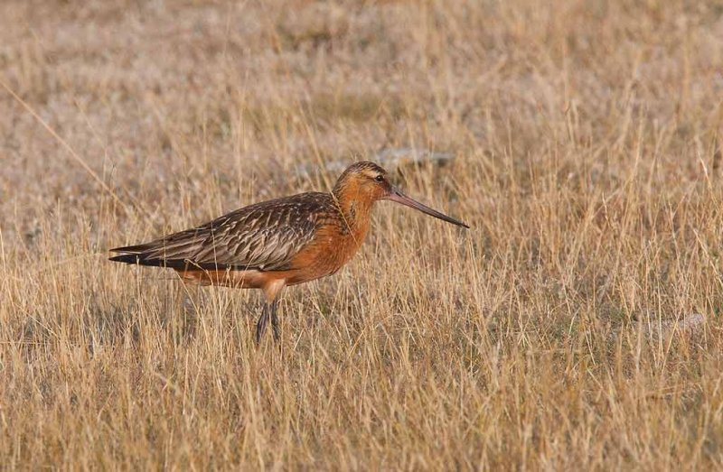 Bar-tailed Godwit (Limosa lapponica)