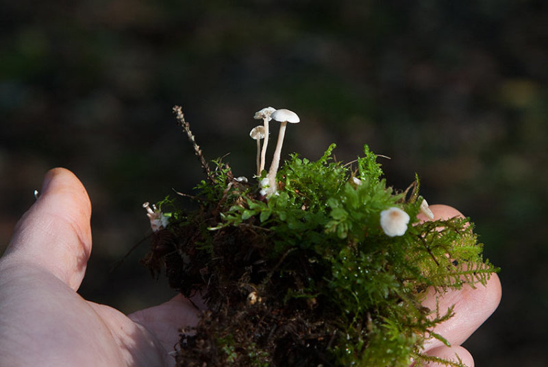 Gulknlig nagelskivling (Collybia cookei)