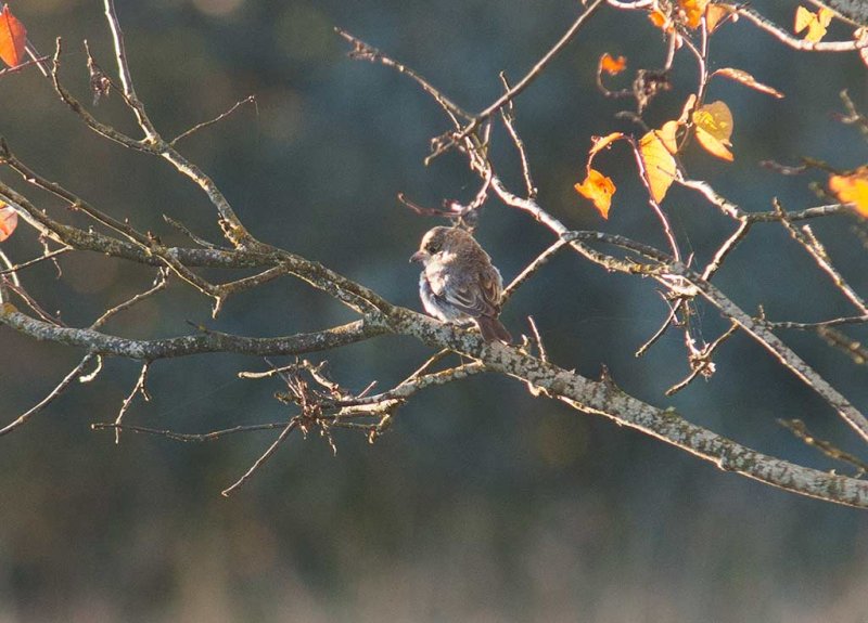 Woodchat Shrike (Lanius senator)