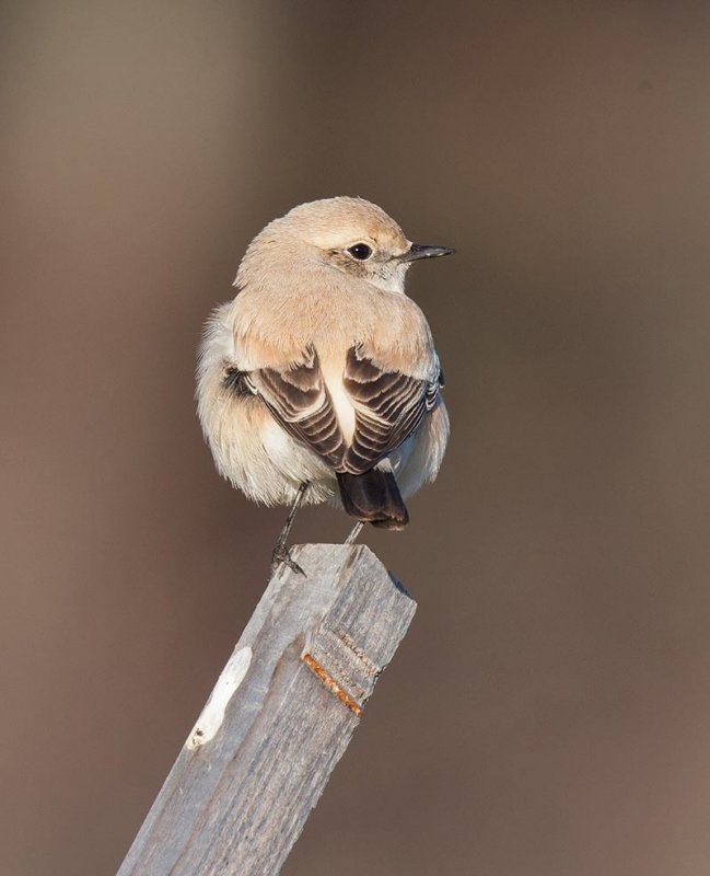 Desert Wheatear (Oenanthe deserti)	