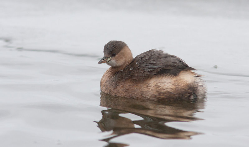 Little Grebe (Tachybaptus ruficollis)