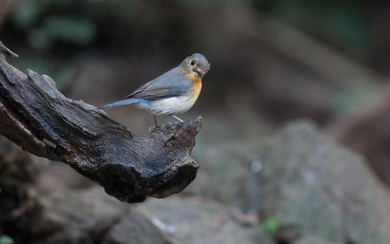 Tickells Blue Flycatcher (Cyornis tickelliae)