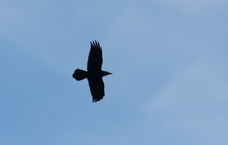 Northern Raven (Corvus coral)