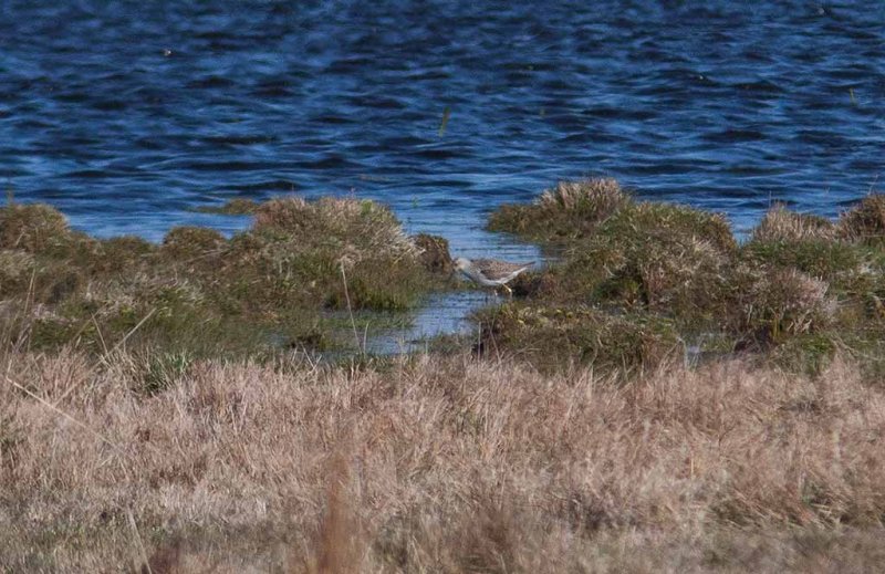 Marsh Sandpiper (Tringa stagnatilis)