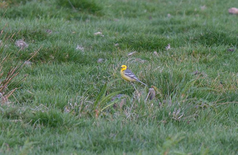 Citrine Wagtail (Motacilla citreola)