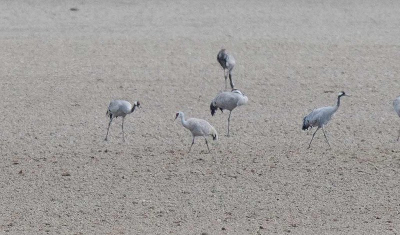 Sandhill Crane (Grus canadensis)