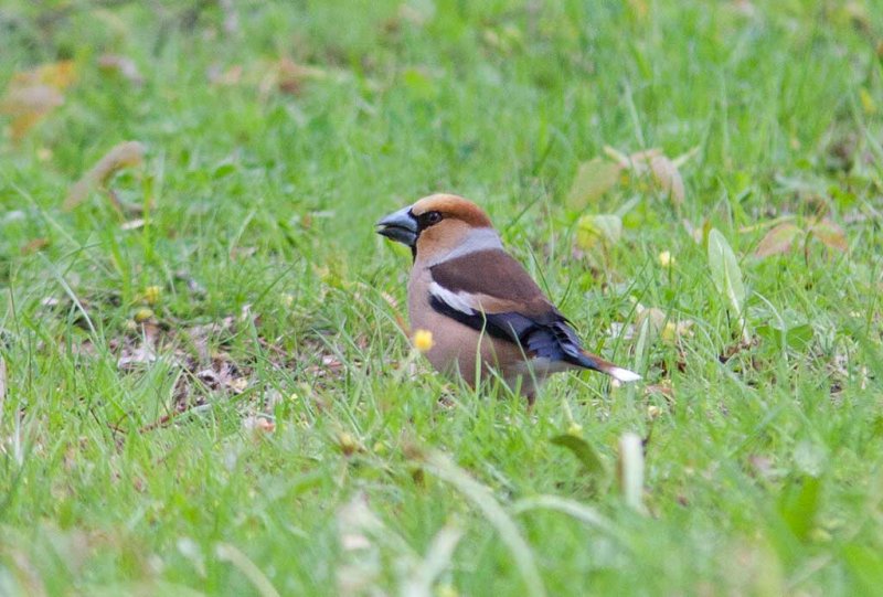 Hawfinch (Coccothraustes coccothraustes)