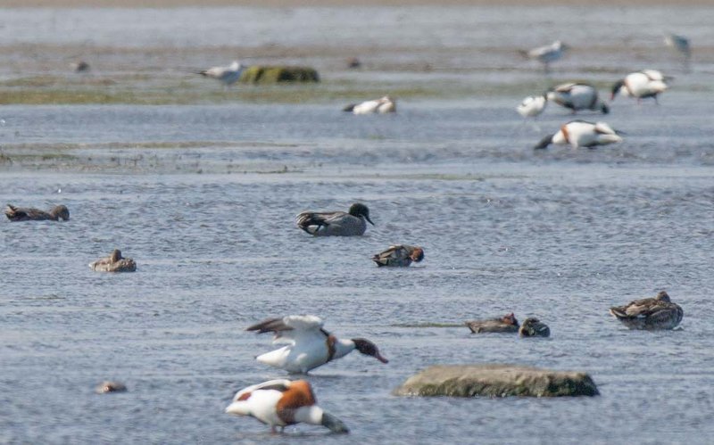 Falcated Duck (Anas falcata)