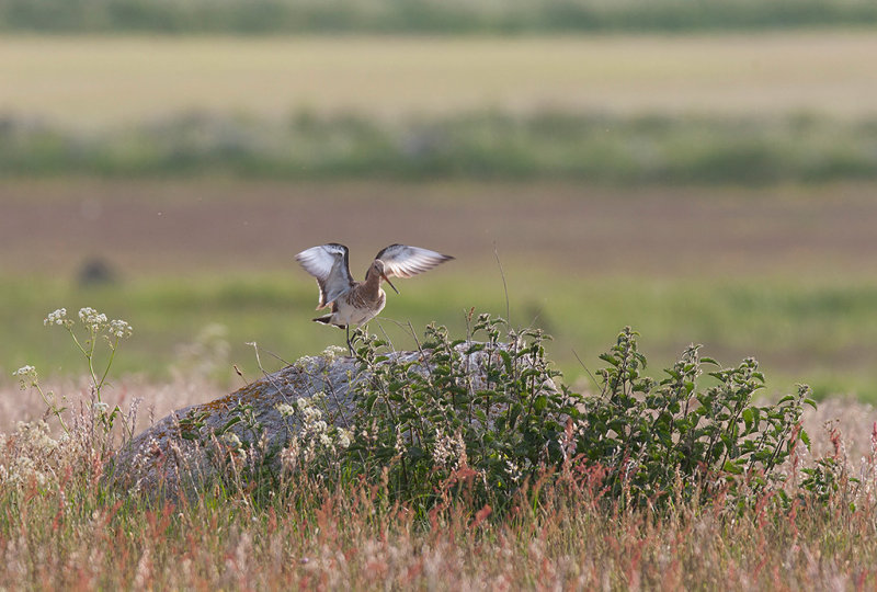 Black-tailed Godwit (Limosa limosa)