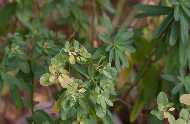 Irlandstrel (Euphorbia hyberna)