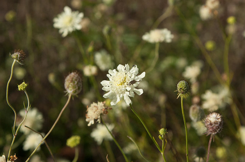 Gulvdd (Scabiosa ochroleuca)