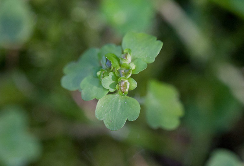 Polargullpudra Chrysosplenium tetrandrum)