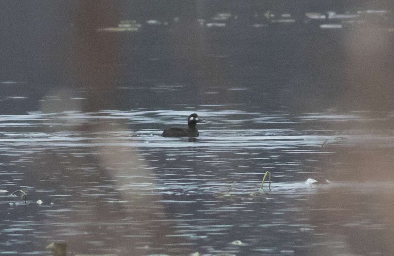 Velvet Scoter (Melanitta fusca)