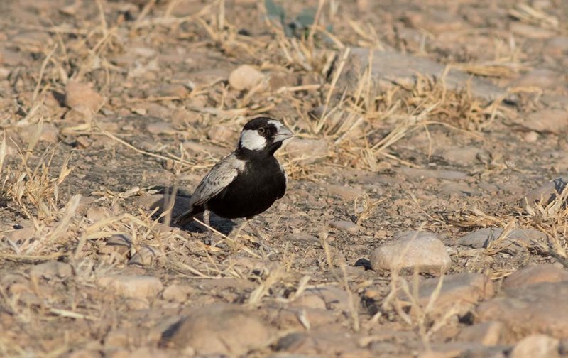 Black-crowned Sparrow-Lark (Eremopterix nigriceps)