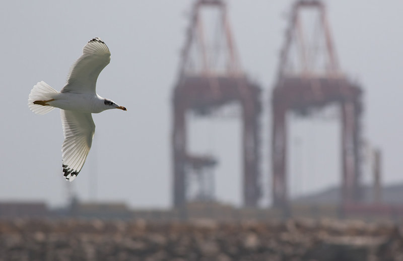 Pallass Gull (Ichthyaetus ichthyaetus)	