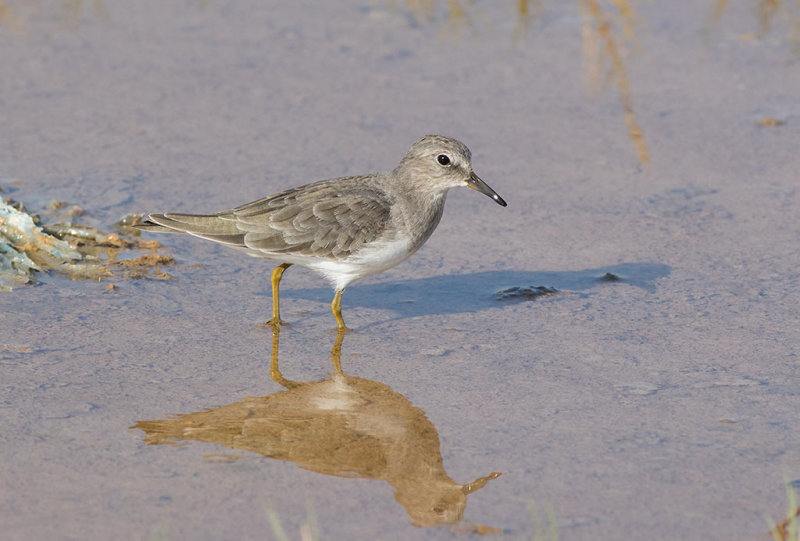 Temmincks Stint (Calidris temminckii)