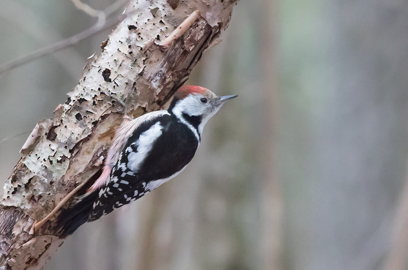Middle Spotted Woodpecker (Dendrocopos medius)	