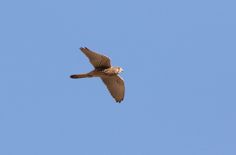 Eurasian Kestrel (Falco tinnunculus)