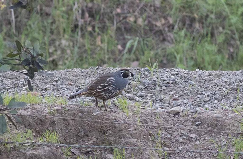 California Quail (Callipepla californica)