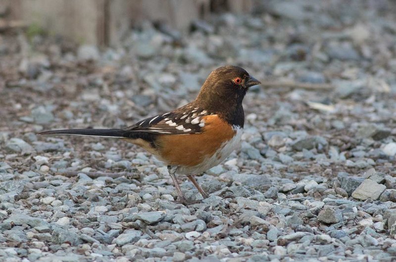 Spotted Towhee (Pipilo maculatus)