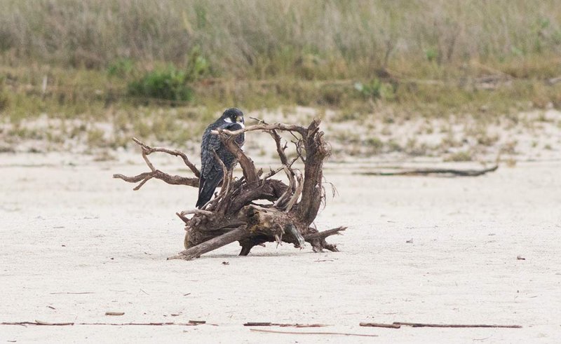 Peregrine Falcon (Falco peregrinus)