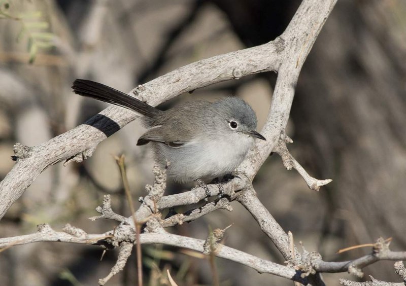 Black-tailed Gnatcatcher (Polioptila melanura)