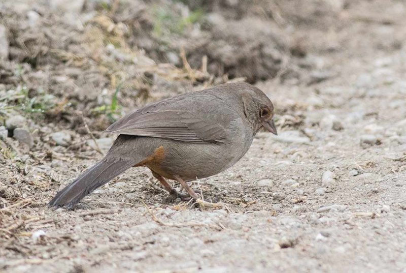 California Towhee (Melozone crissalis)