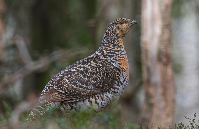 Eurasian Capercaillie (Tetrao urogallus)