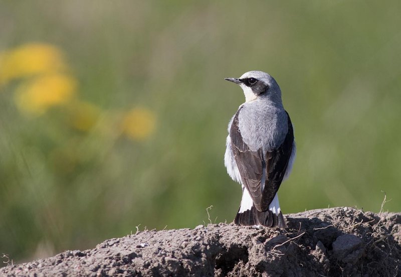 Northern Wheatear (Oenanthe oenanthe)