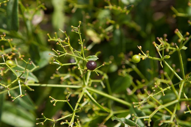 Krapp (Rubia tinctorum)