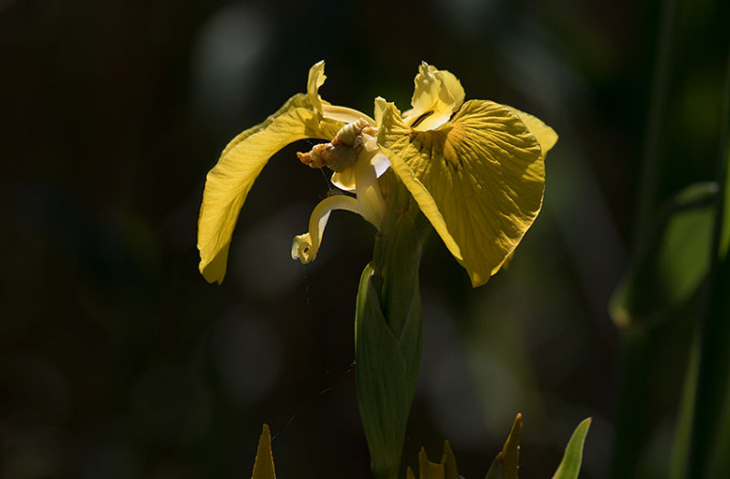 Svrdslilja (Iris pseudacorus)