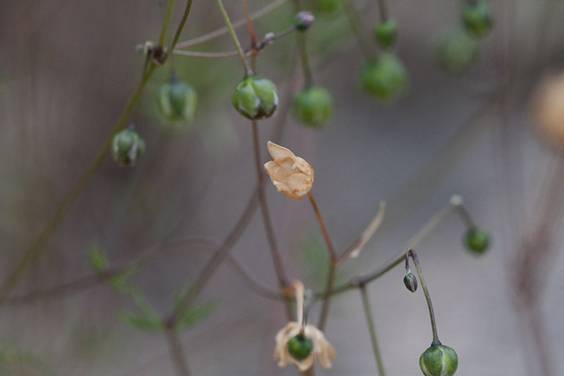 Vrsprgel (Spergula morisonii)