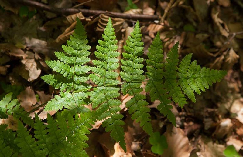 Skogsbrken (Dryopteris carthusiana)