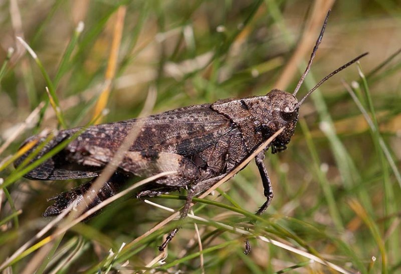 Trumgrshoppa (Psophus stridulus)