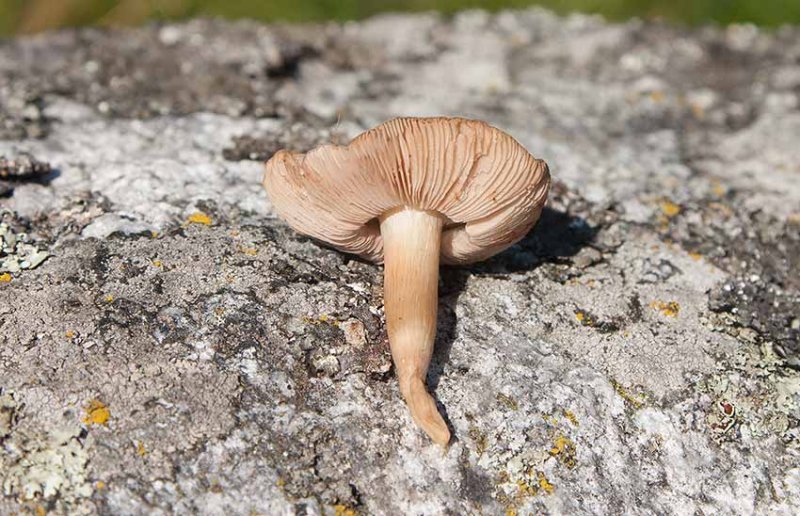 Mjlrdskivling (Entoloma prunuloides)