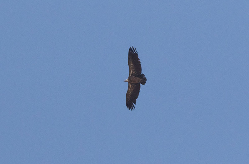 Rppells Vulture (Gyps rueppelli)